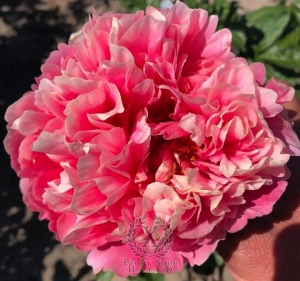 Thumbnail of Peony Acteon®, image 1 of 1