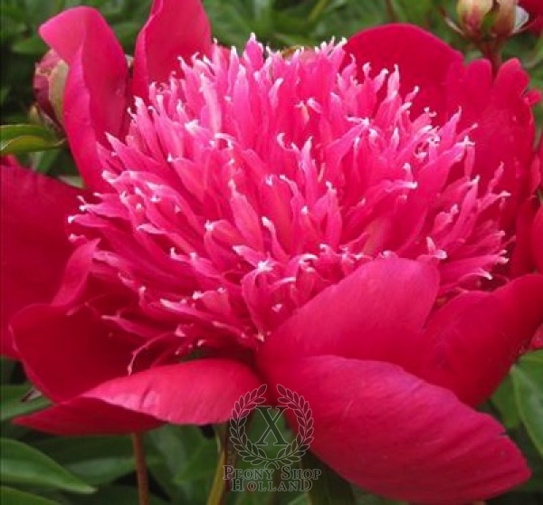 Peony Ada Niva