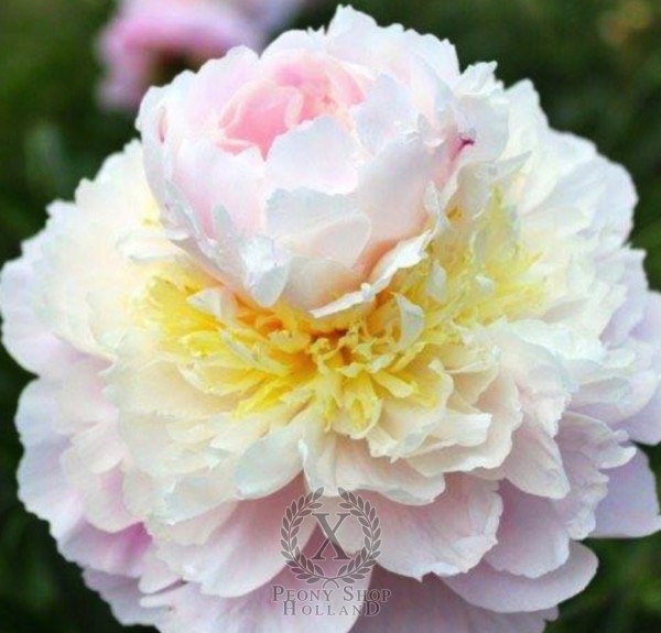 Peony Adonis