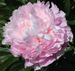 Thumbnail of Peony Adonis, image 2 of 2