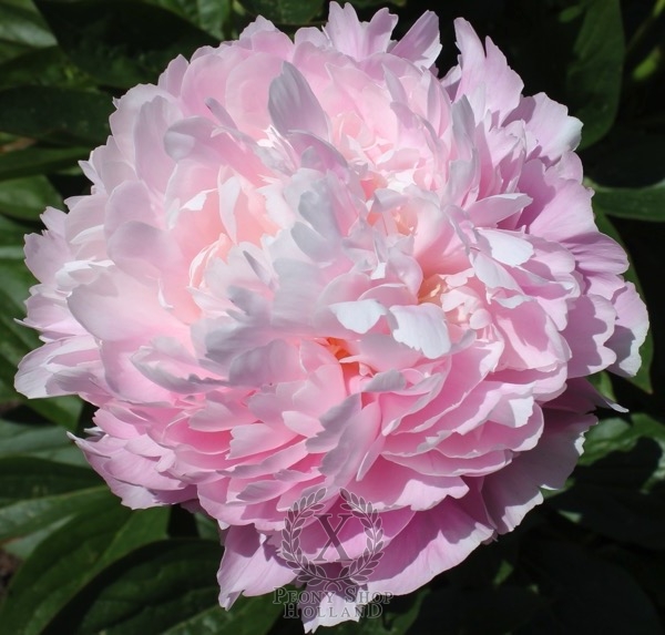 Peony Adonis, image 2 of 2