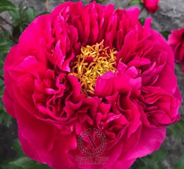 Peony Agrippa