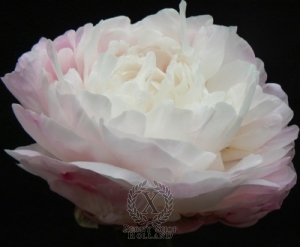 Thumbnail of Peony Albert Crousse, image 1 of 1