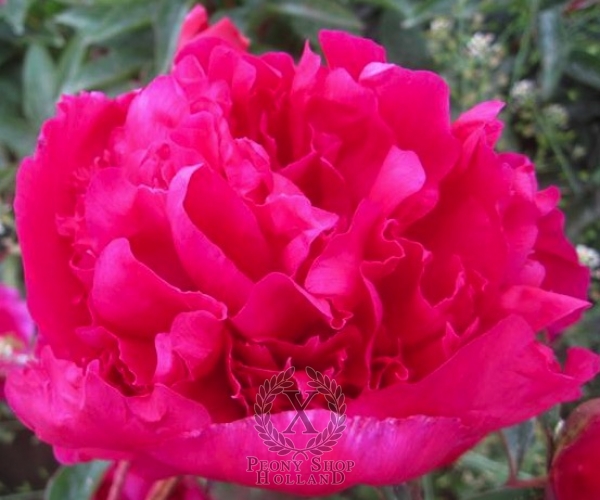 Peony Albert Niva