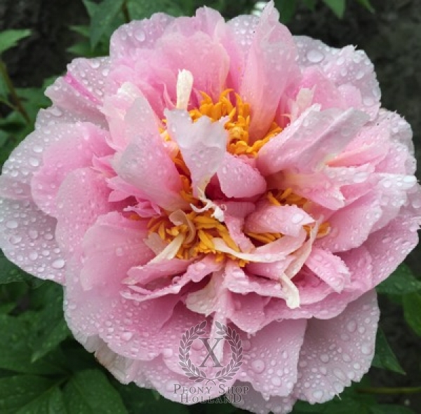 Peony Alesian Victory®