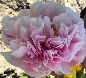 Thumbnail of Peony Alesian Victory®, image 2 of 2