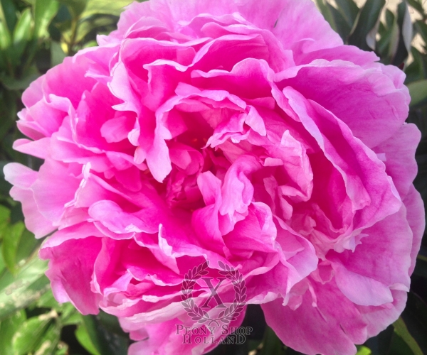 Peony Alexander Fleming