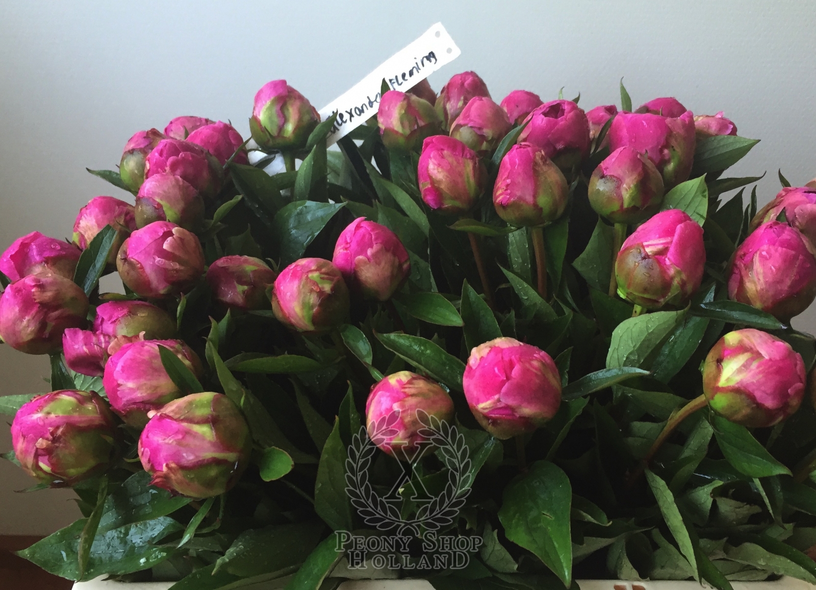 Peony Dr Alexander Fleming at peony nursery Peonyshop