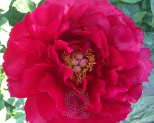 Thumbnail of Peony Alexander Woollcott , image 1 of 2