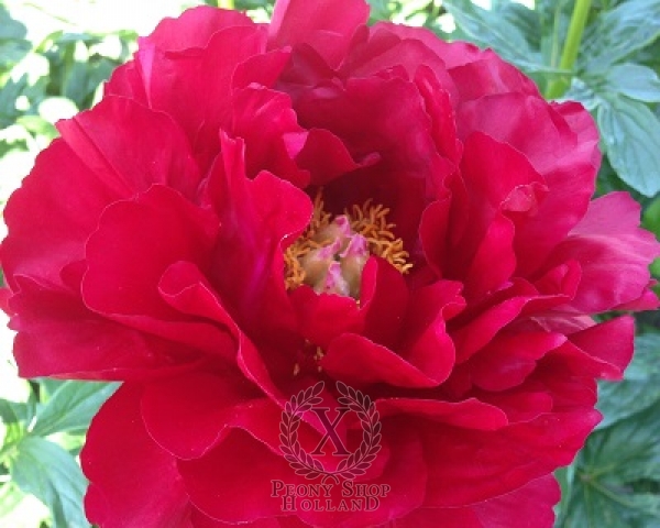 Peony Alexander Woollcott , image 2 of 2