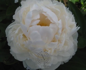 Thumbnail of Peony Allan Rogers, image 1 of 1