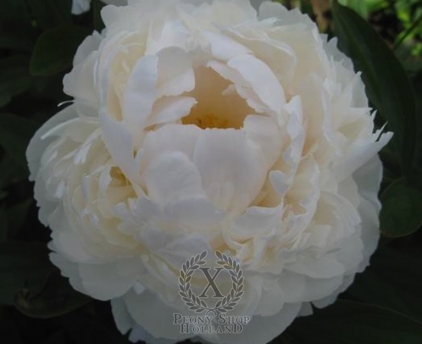 Peony Allan Rogers, image 1 of 1