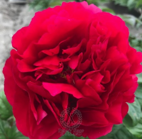 Peony Allectus, image 1 of 2