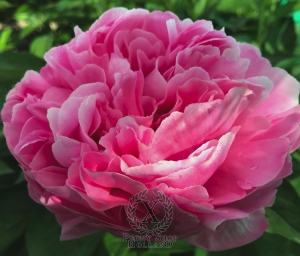 Thumbnail of Peony Altar of Victory, image 1 of 3