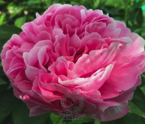 Thumbnail of Peony Altar of Victory®, image 1 of 3