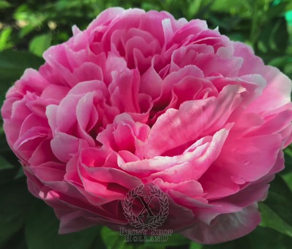 Peony Altar of Victory®