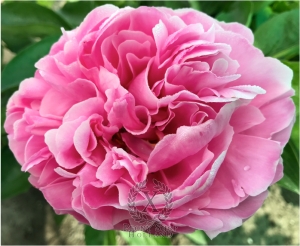 Thumbnail of Peony Altar of Victory, image 2 of 3