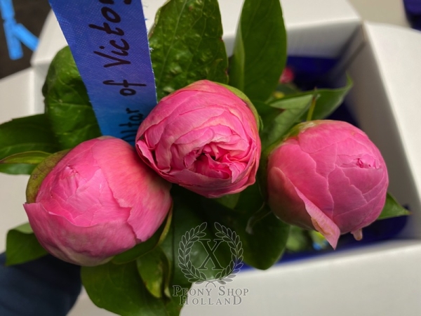 Peony Altar of Victory, image 3 of 3