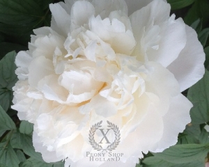 Thumbnail of Peony Amalia Olson, image 1 of 3