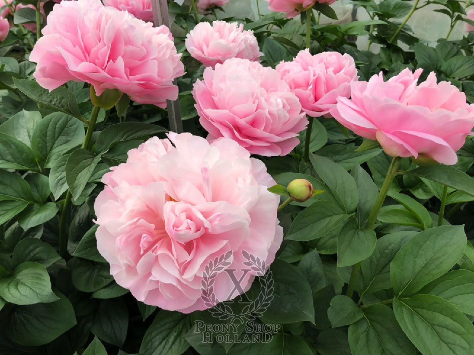 Peony 1 Root Perennial Resistant Reblooming Rhizome Flower Unique Garden Gifts