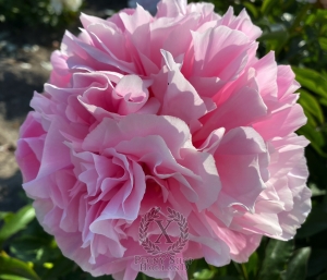 Thumbnail of Peony Amazon Princess®, image 1 of 6