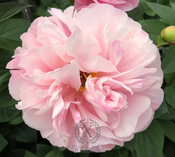 Peony Amazon Princess®, image 3 of 6