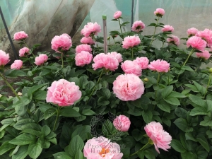 Thumbnail of Peony Amazon Princess®, image 4 of 6