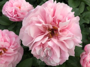 Thumbnail of Peony Amazon Princess®, image 6 of 6