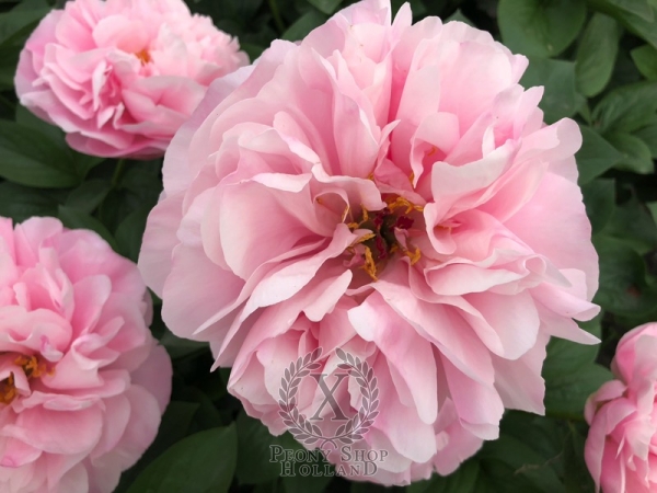 Peony Amazon Princess®, image 6 of 6