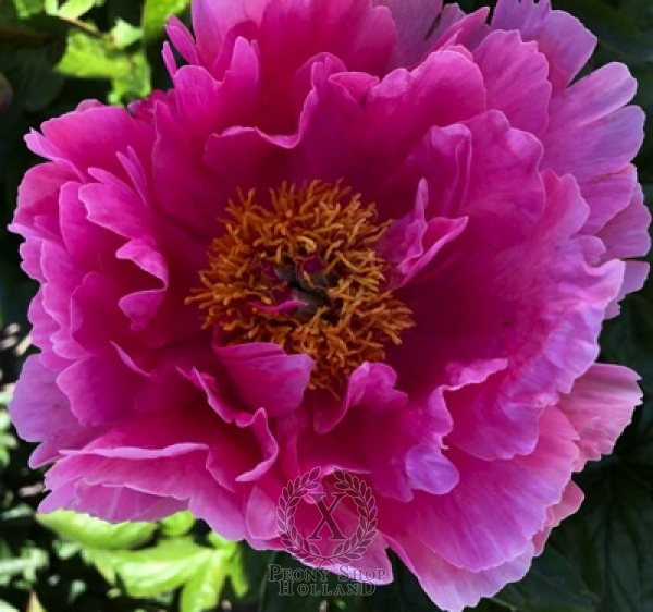 Peony Amazon Queen