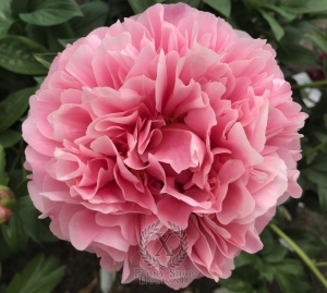 Thumbnail of Peony Ambrosia®, image 1 of 2