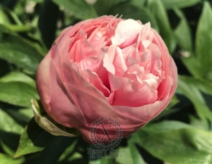 Thumbnail of Peony Ambrosia®, image 2 of 2