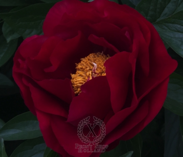 Peony America