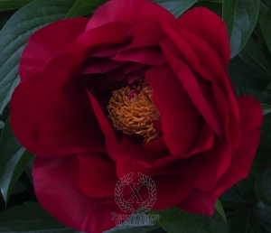 Thumbnail of Peony America, image 2 of 3