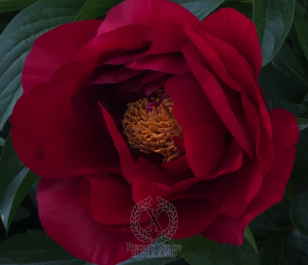 Peony America, image 2 of 3