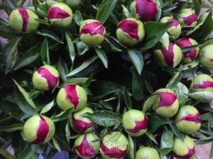 Thumbnail of Peony America, image 3 of 3