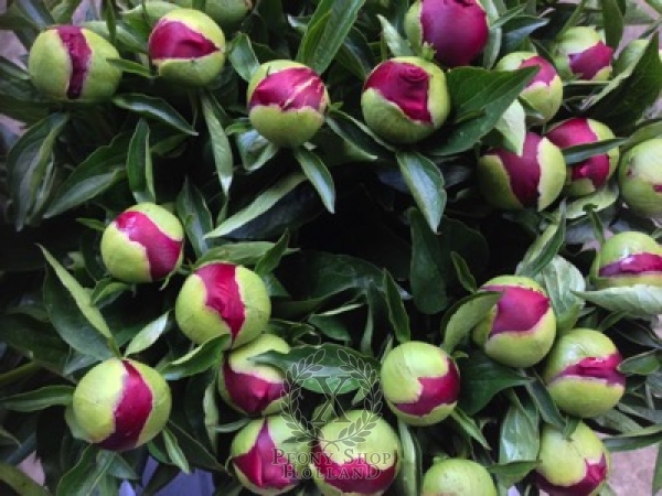Peony America, image 3 of 3