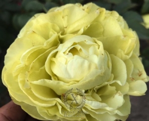 Thumbnail of Peony Amphora®, image 1 of 4