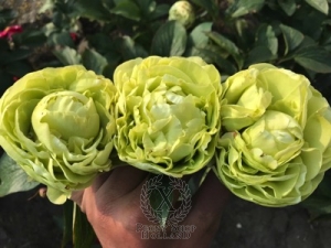 Thumbnail of Peony Amphora®, image 2 of 4