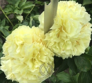 Thumbnail of Peony Amphora®, image 4 of 4