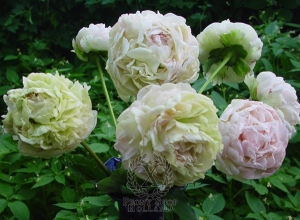 Thumbnail of Peony Anatolij Skakodub, image 1 of 1