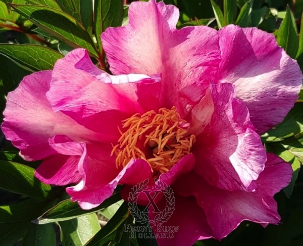 Peony Anderson's Kaleidoscope