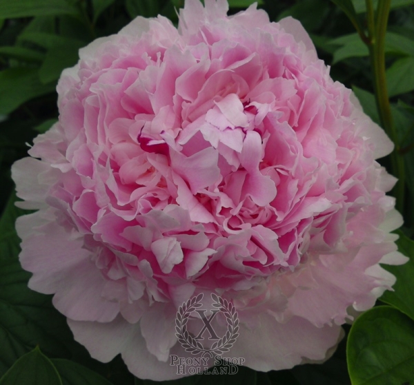 Peony Angel Cheeks, image 1 of 4