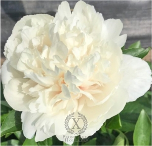 Thumbnail of Peony Angela Jo, image 1 of 1