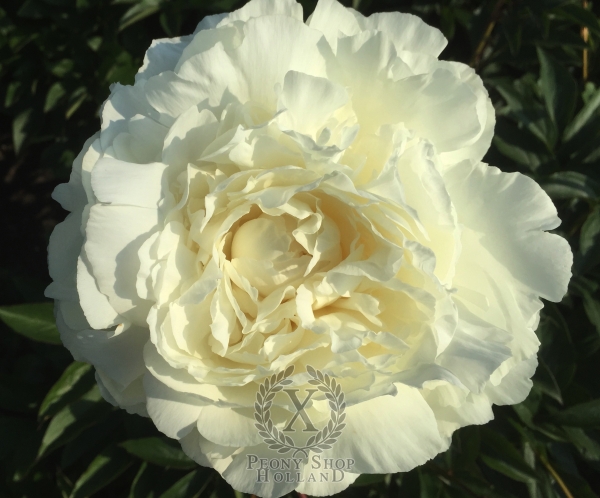 Peony Ann Cousins