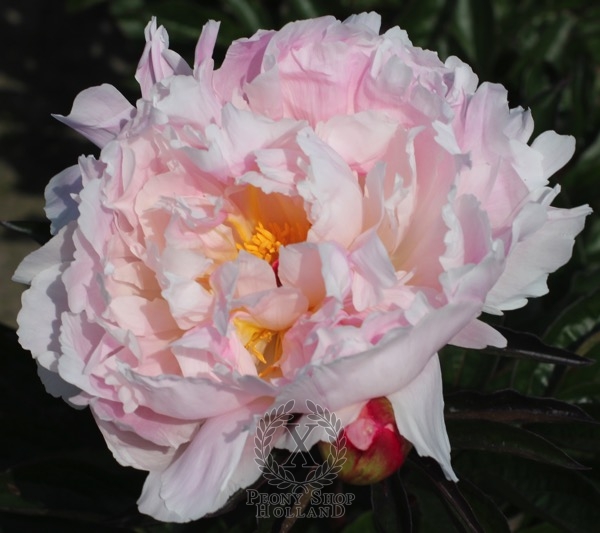 Peony Anne Oveson