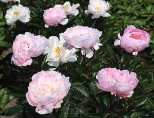 Thumbnail of Peony Anne Oveson, image 2 of 2