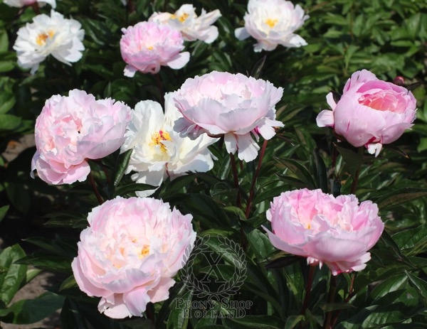 Peony Anne Oveson, image 2 of 2