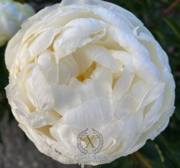 Peony Antarktida, image 1 of 3