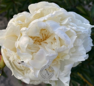 Thumbnail of Peony Antarktida, image 2 of 3